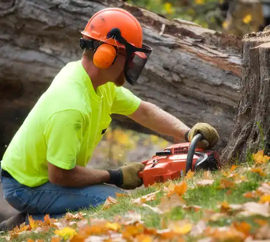 tree services Jaconita